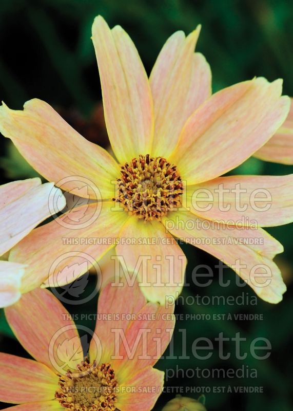 Coreopsis Sienna Sunset (Tickseed) 5 