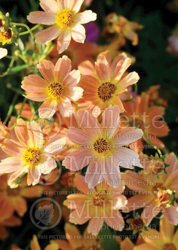 Coreopsis Sienna Sunset (Tickseed) 6 