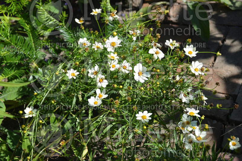 Coreopsis Big Bang Star Cluster (Tickseed) 2