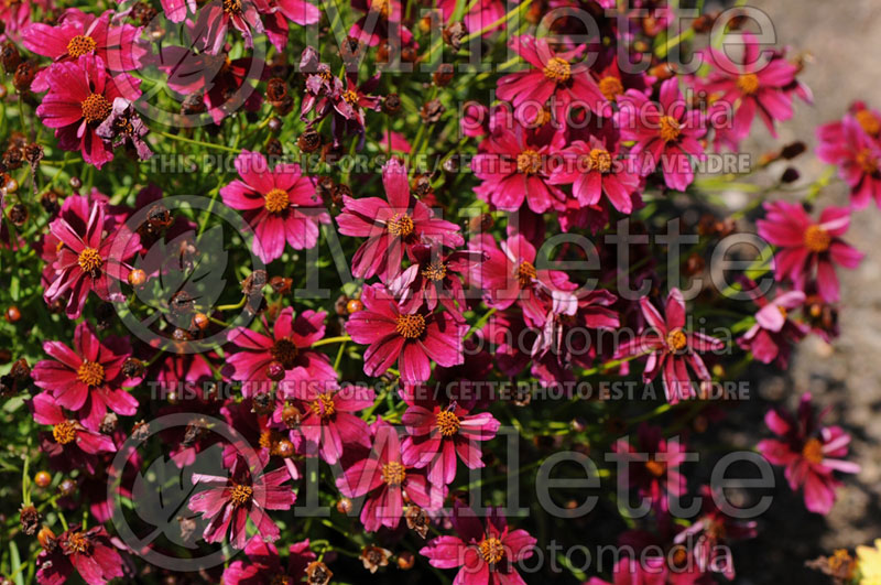 Coreopsis Strawberry Lemonade (Tickseed) 1