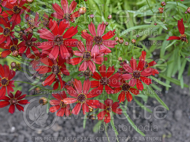 Coreopsis Mahogany Midget (Tickseed) 2