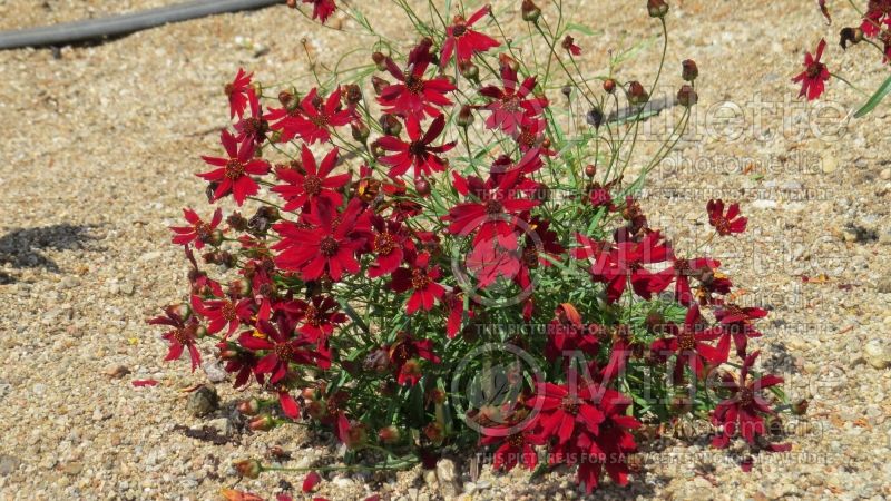 Coreopsis Mahogany (Tickseed) 2 