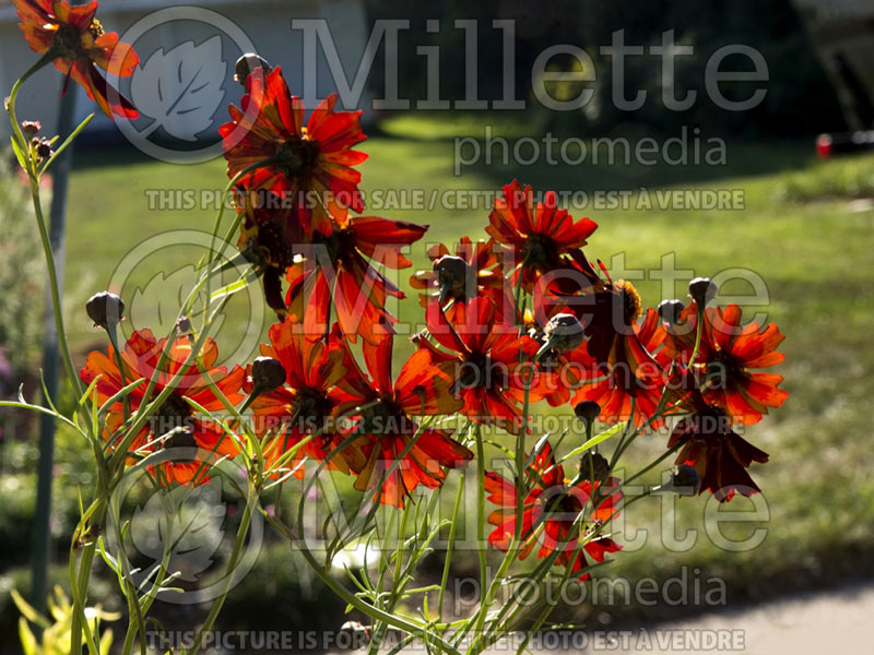 Coreopsis Roulette (Tickseed) 1