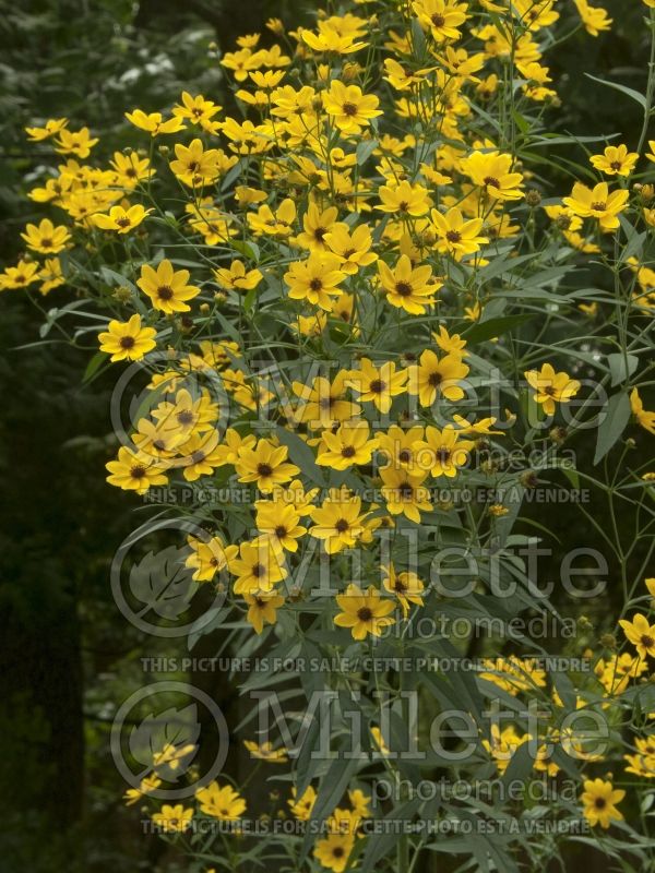 Coreopsis tripteris (Tickseed) 1