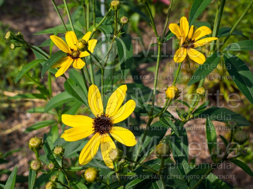 Coreopsis Flower Tower Strain (Tickseed) 1