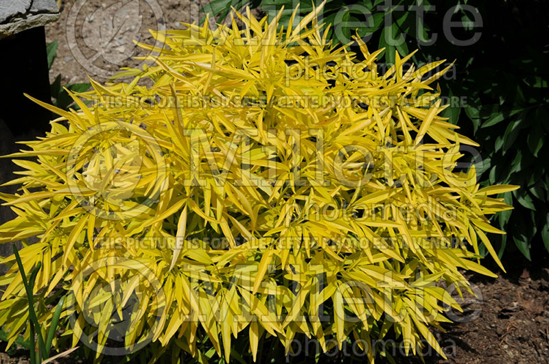 Coreopsis Lightning Flash (Tickseed) 1 