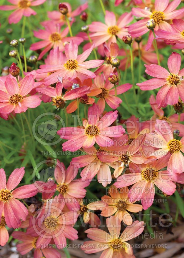 Coreopsis Tropical Lemonade (Tickseed) 1