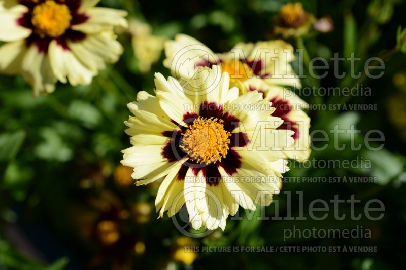 Coreopsis Uptick Cream & Red (Tickseed) 1