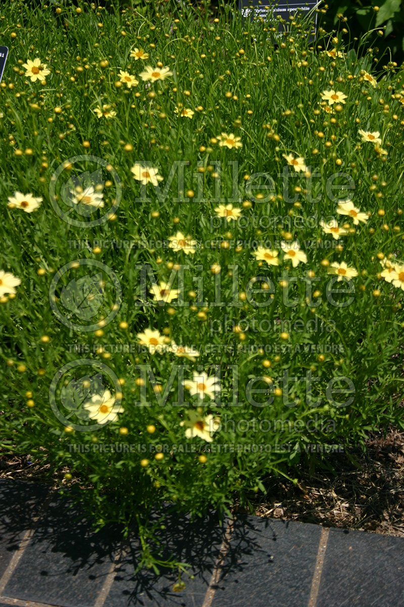 Coreopsis Creme Brulee (Tickseed) 1