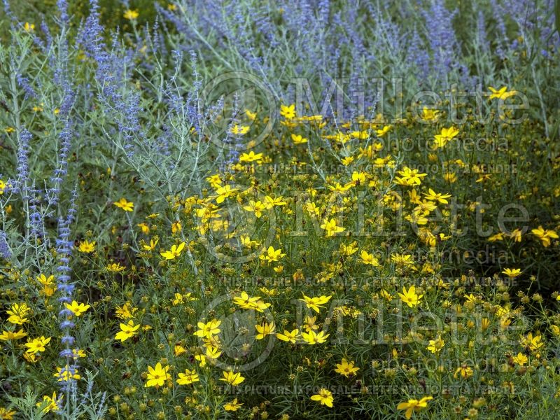 Coreopsis Golden Showers (Tickseed) 10