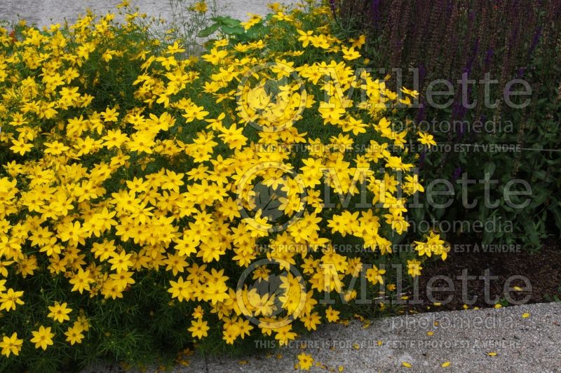 Coreopsis Golden Showers (Tickseed) 2