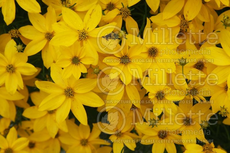 Coreopsis Golden Showers (Tickseed) 3