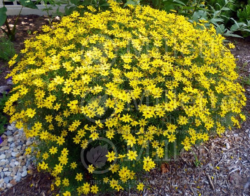 Coreopsis Golden Showers (Tickseed) 8