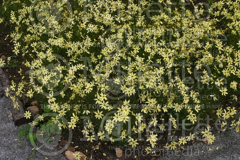 Coreopsis Moonbeam (Tickseed) 1 