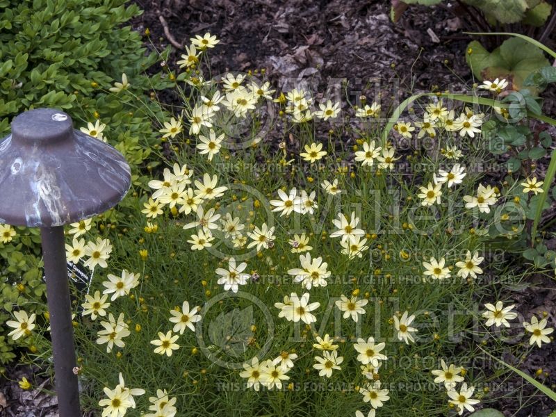 Coreopsis Moonbeam (Tickseed) 8 