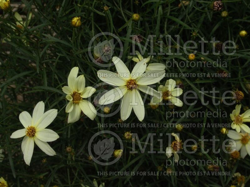 Coreopsis Moonray (Tickseed) 1