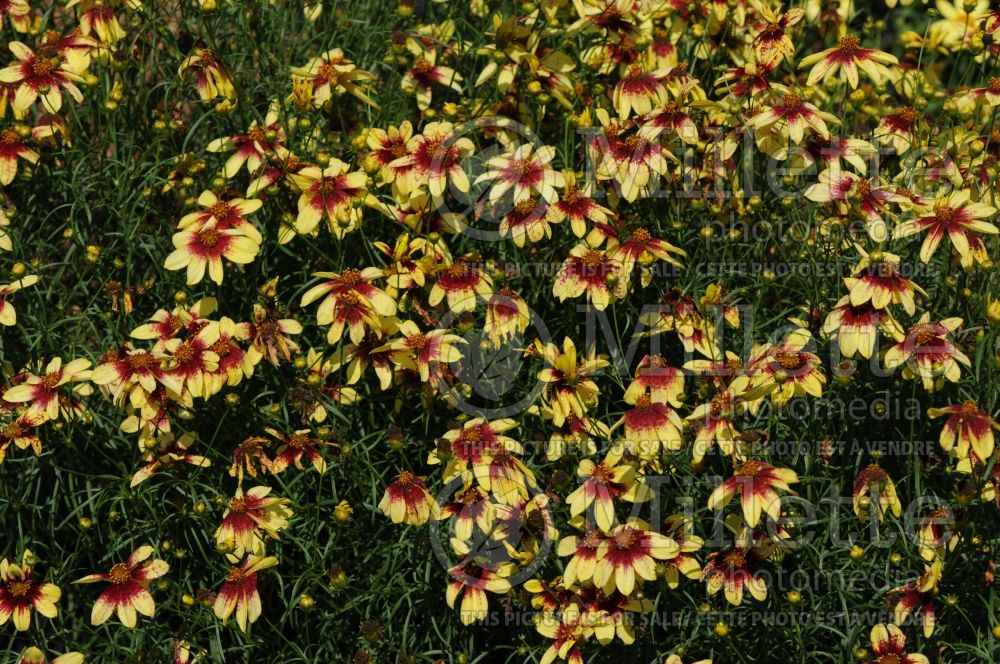 Coreopsis Route 66 (Tickseed) 7 