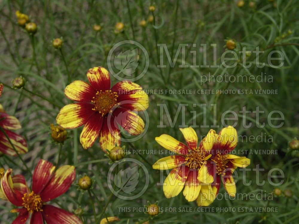 Coreopsis Route 66 (Tickseed) 2