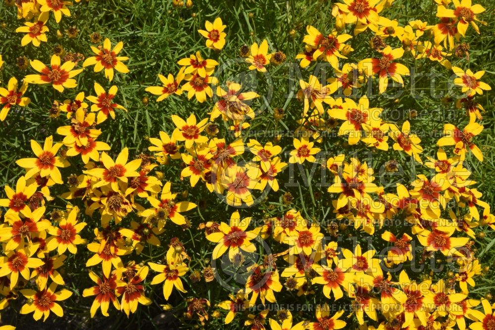 Coreopsis Sizzle & Spice Curry Up (Tickseed) 1 