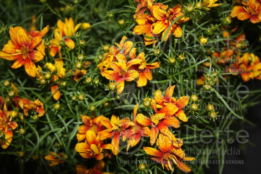 Coreopsis Sunset Strip (Tickseed) 1