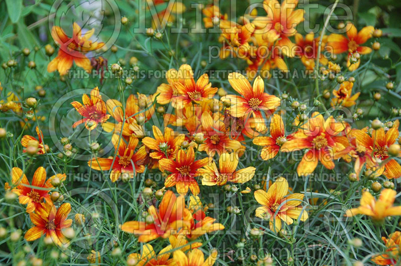 Coreopsis Sunset Strip (Tickseed) 2