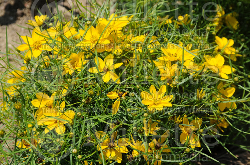 Coreopsis Sylvester (Tickseed)  1