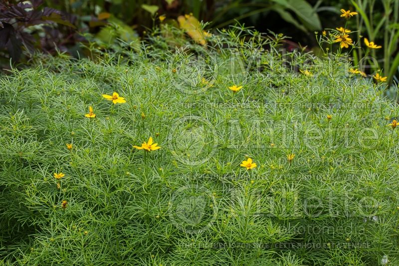 Coreopsis Zagreb (Tickseed) 4 