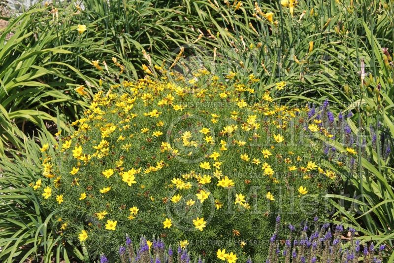 Coreopsis Zagreb (Tickseed) 3 