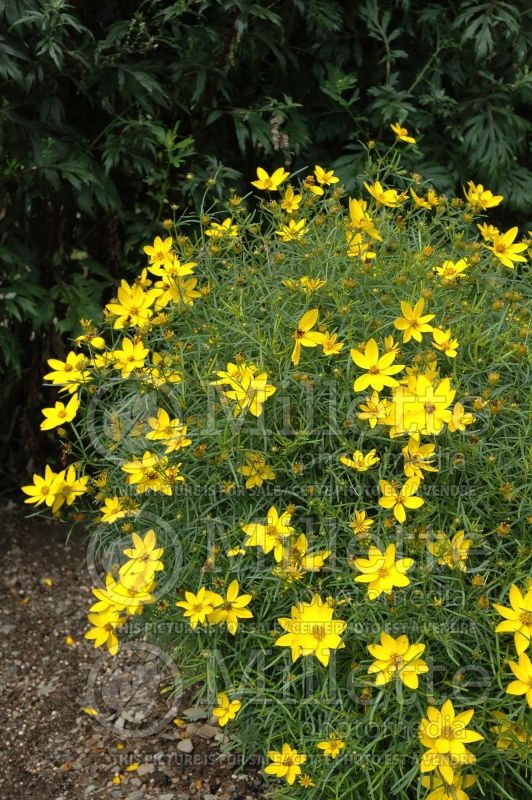 Coreopsis Zagreb (Tickseed) 9 