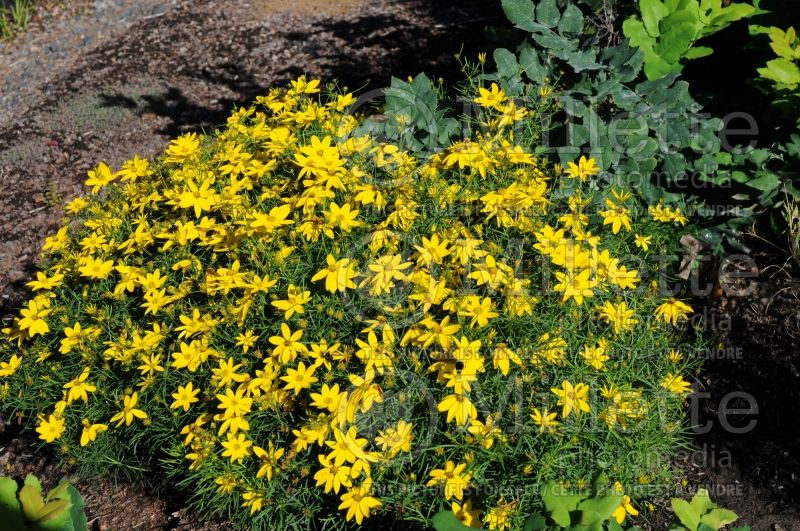 Coreopsis Zagreb (Tickseed) 10 