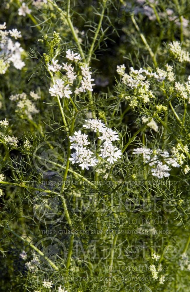 Coriandrum sativum (Coriander Chinese parsley cilantro) 6