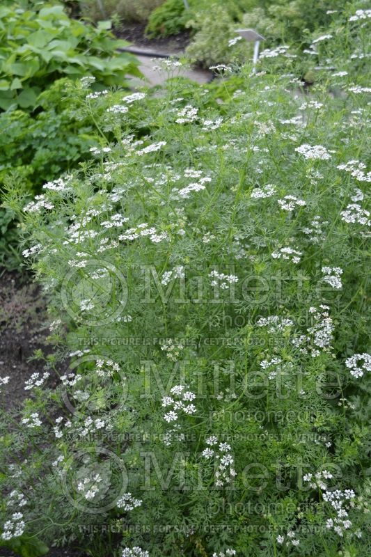 Coriandrum sativum (Coriander Chinese parsley cilantro)  2 