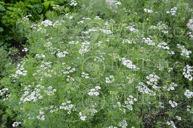 Coriandrum sativum (Coriander Chinese parsley cilantro) 3 