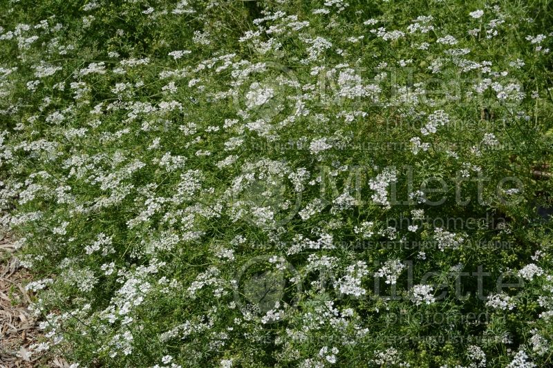 Coriandrum Santo (Coriander) 1