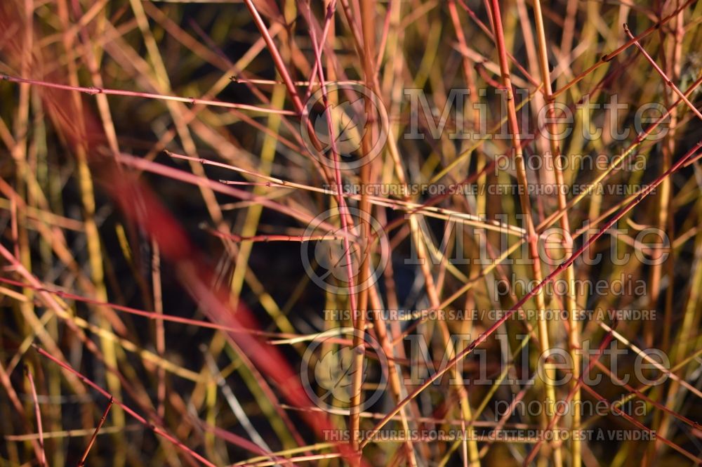 Cornus Midwinter Fire (Dogwood) 6 