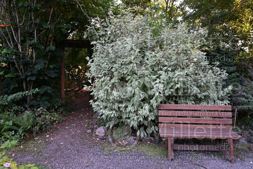 Cornus Elegantissima (Red Barked Dogwood) 7