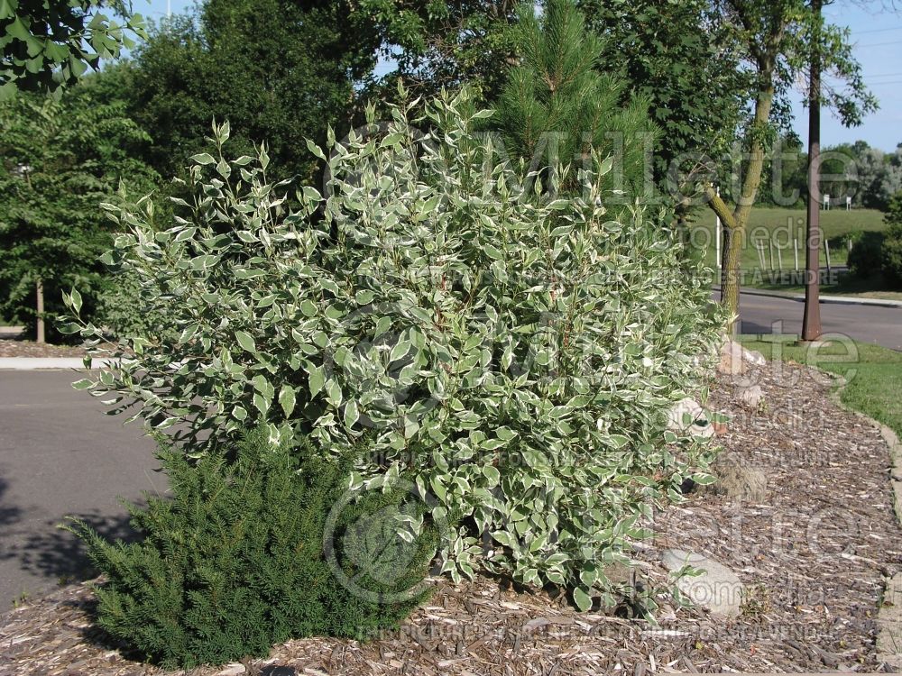 Cornus Elegantissima (Dogwood) 6