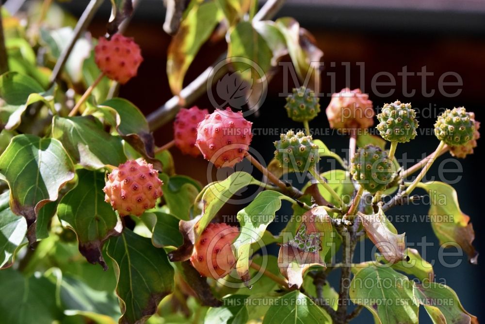 Cornus kousa var. chinensis (Dogwood) 2 