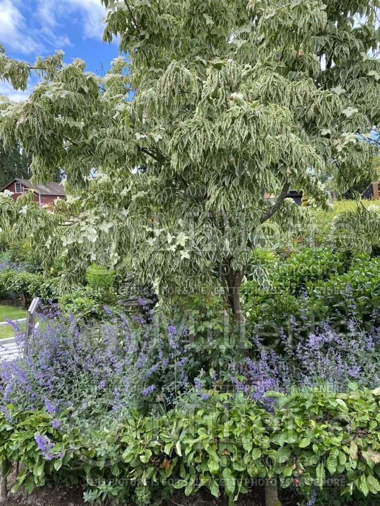  Cornus Summer Fun (Japanese Dogwood) 1 