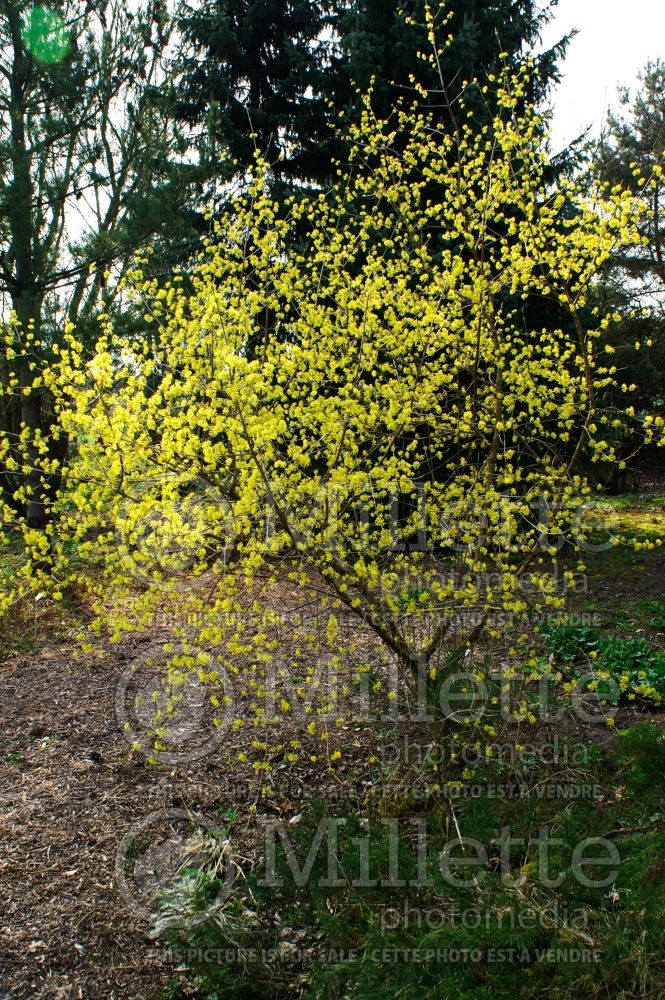 Cornus mas (Cornelian cherry Dogwood) 13 