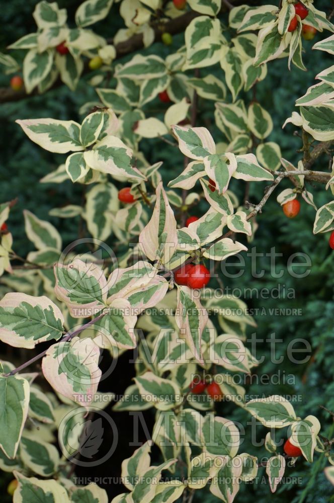 Cornus Elegantissima (Dogwood) 1
