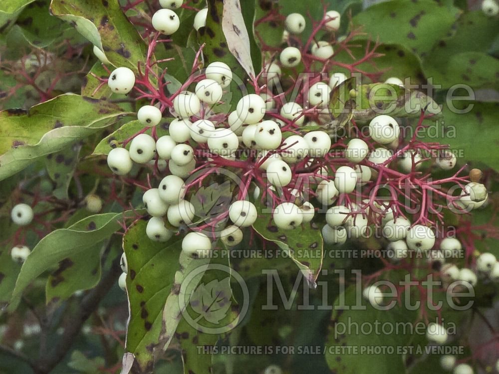 Cornus racemosa (Dogwood) 4