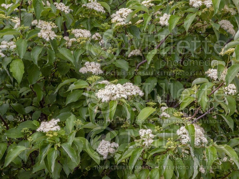 Cornus racemosa (Dogwood) 5