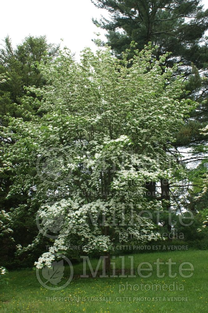 Cornus Stellar Pink aka Rutgan (Japanese Dogwood) 4