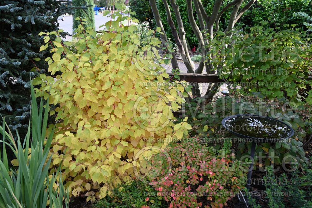 Cornus Midwinter Fire (Dogwood) 15 