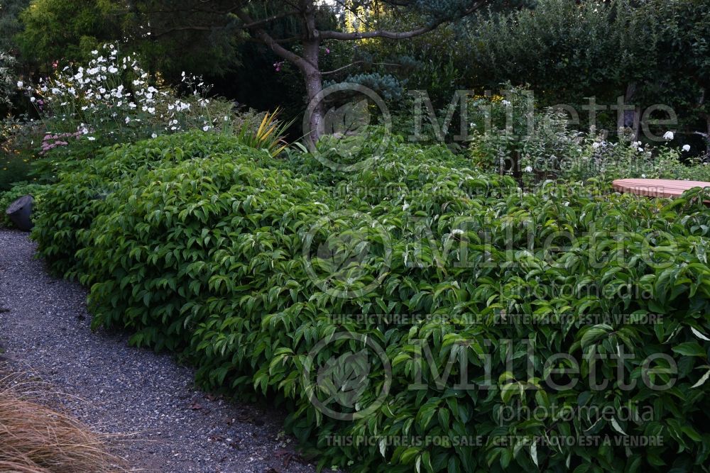 Cornus Kelseyi (Tatarian Dogwood) 4