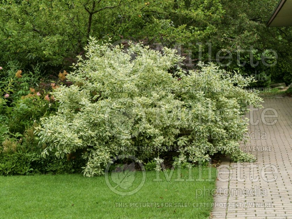 Cornus Silver and Gold (Dogwood) 4 