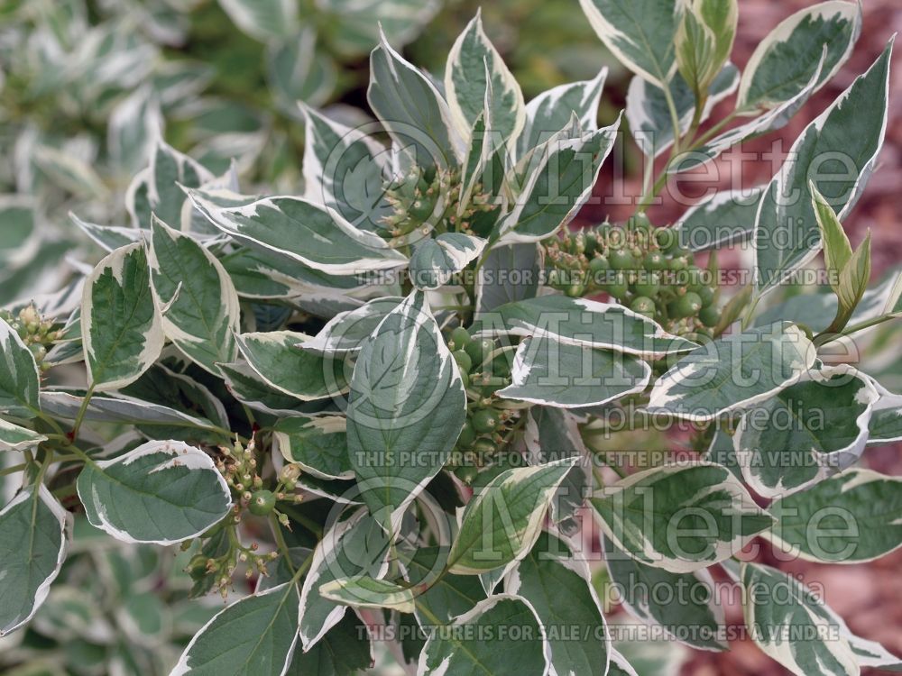 Cornus Silver and Gold (Dogwood) 6 