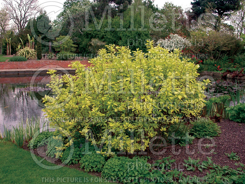 Cornus Aurea (Dogwood) 1 