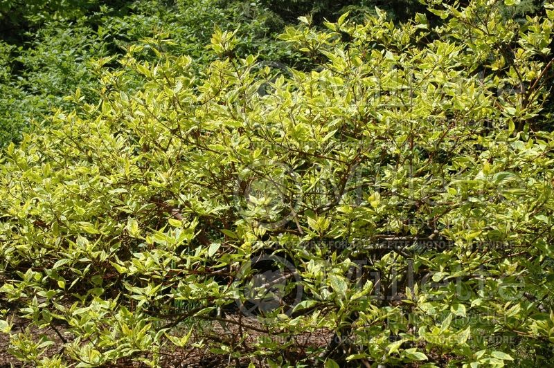 Cornus Gouchaultii (Dogwood) 1 